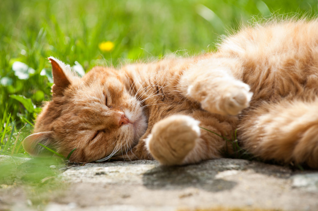 Espérance de vie du chat… Okivét vous donne quelques repères