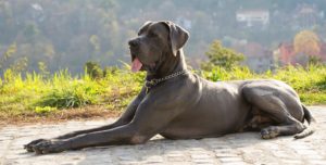La dilatation-torsion de l’estomac chez le chien, un accident gravissime