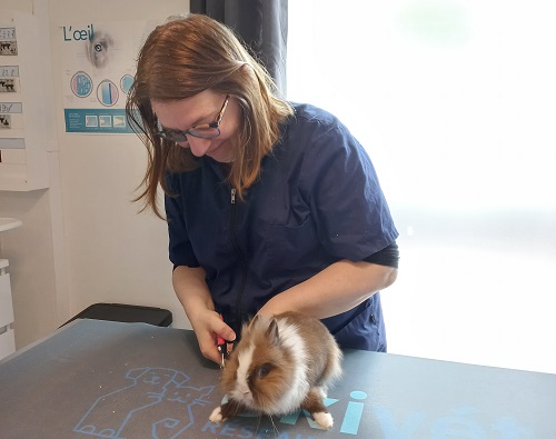 coupe de griffes cabinet veterinaire de Bressols