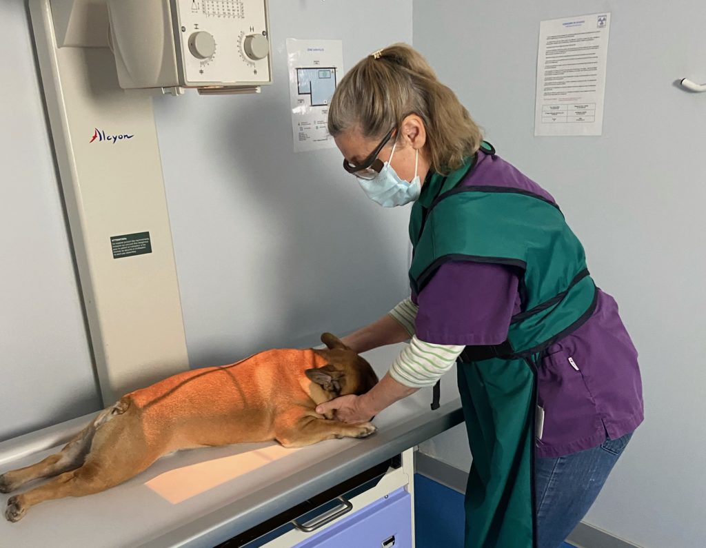 Radio sur un chien docteur Perdreau