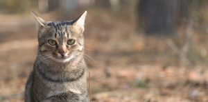 Les miaulements du chat ont de nombreuses significations