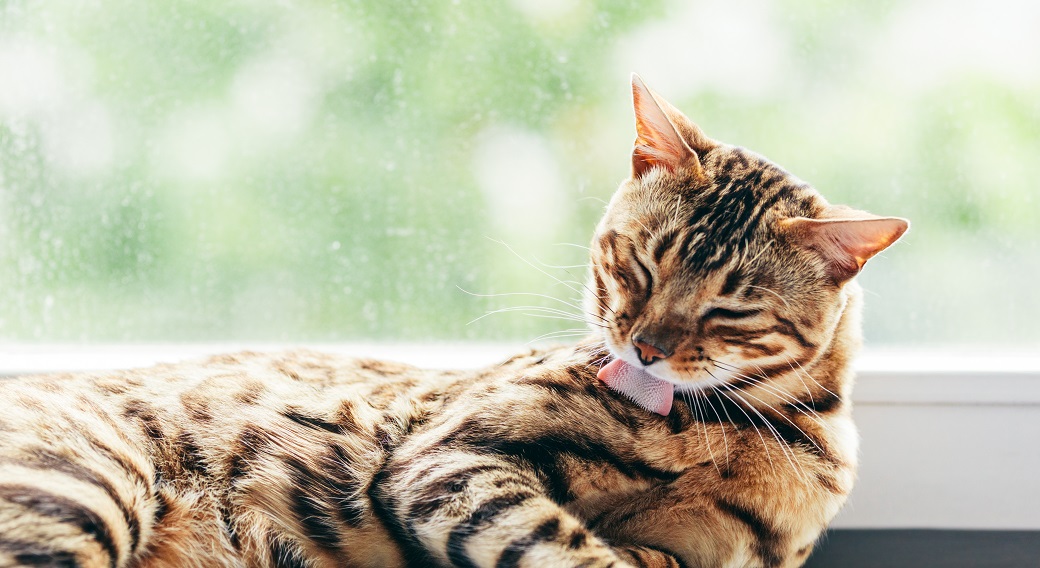 En savoir plus sur un chat qui vomit : les conseils d'Okivét