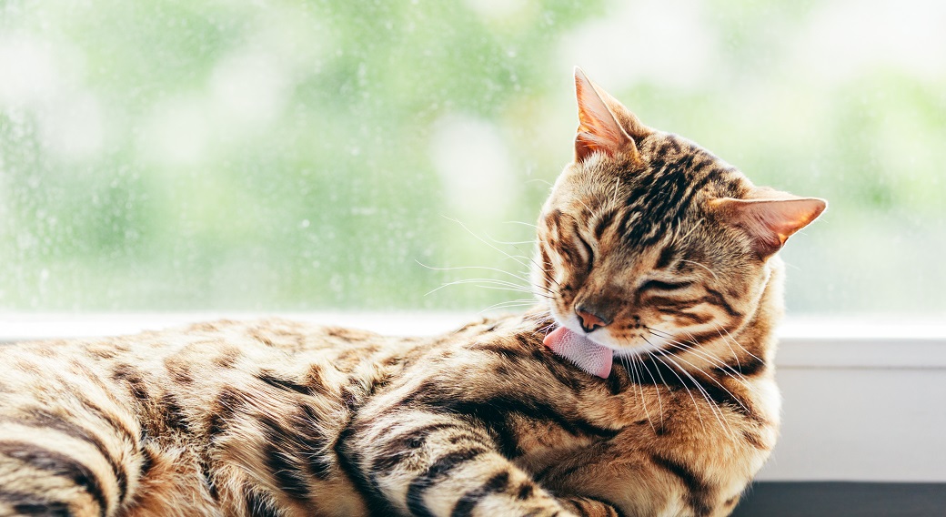 Chat qui vomit conseils et infos