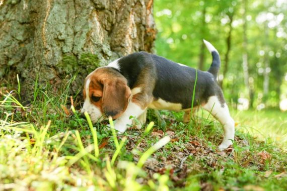 Les diarrhées chroniques chez le chien