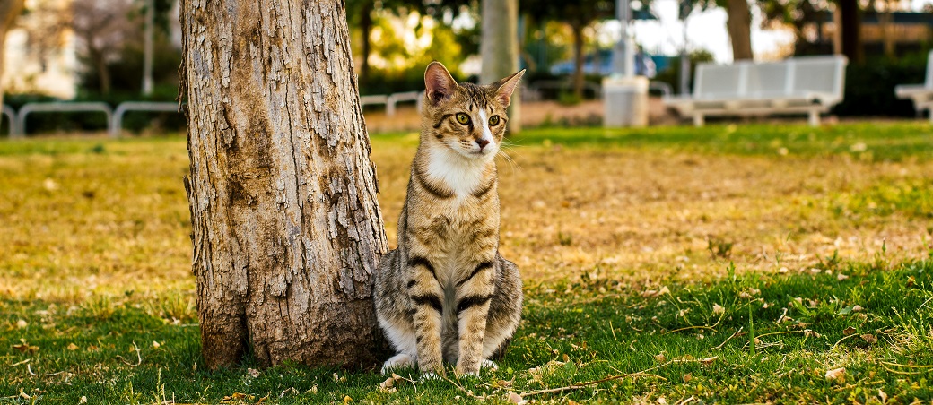 Principales Causes De Diarrhee Chez Le Chat Presentees Par Okivet