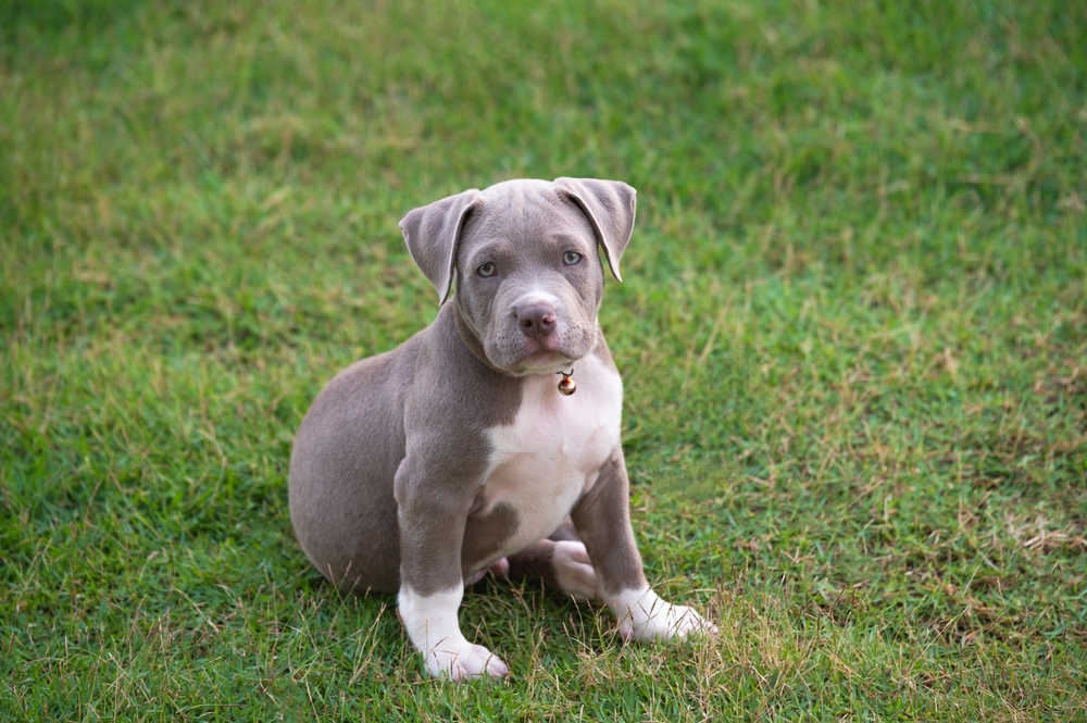 La giardiose canine, une maladie parasitaire présentée par Okivét