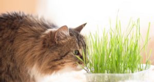 Cute,Ginger,Siberian,Cat,Sitting,Beside,A,Plant,Pot,With