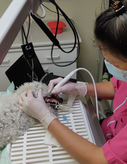 dentiste vétérinaire docteur Ariane Lemaitre clinique vétérinaire Gonzague Rethel