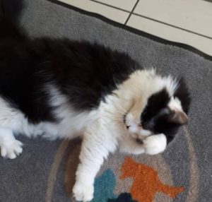 chat de la clinique vétérinaire des 2 Ormes
