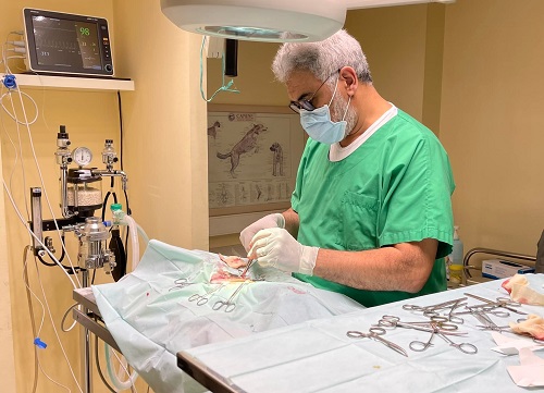 Dr Sabeur clinique vétérinaire des 2 Ormes Aix-en-Provence