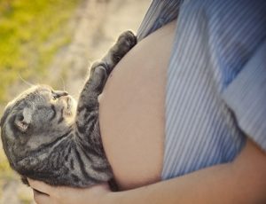 chat-femme-enceinte-grossesse