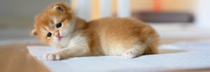 British,Shorthair,Golden,Kitten,Sitting,On,White,Cloth,On,Wooden