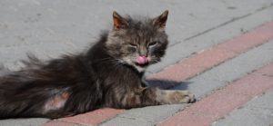 Les causes pathologiques de la perte de poils chez un chat