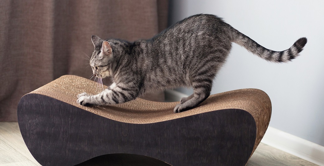 Griffes trop longues chez le chat Comment les couper