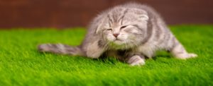 Un chat peut éternuer pour de nombreuses raisons