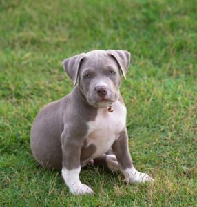 chiot besoin apprentissage