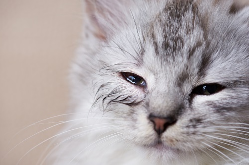 Aigus ou chroniques, les éternuments du chat ont de multiples causes