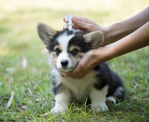 chien leishmaniose traitement