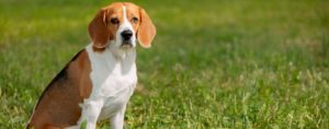 Les causes et les traitements de la diarrhée aiguë chez le chien