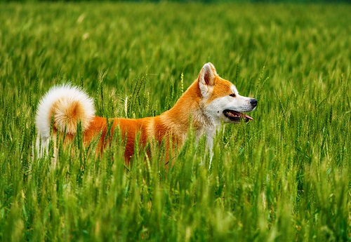 chien consequences eternuement epillet