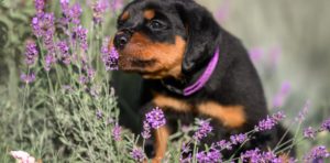 Un chien peut éternuer pour de nombreuses raisons