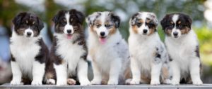 Comment bien choisir son chien ?