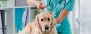 Quand et contre quoi vacciner les chiens ?