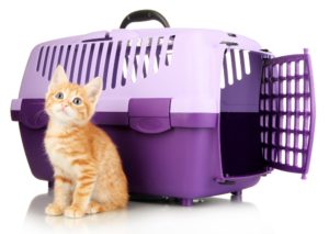 cage de transport chat en plastique