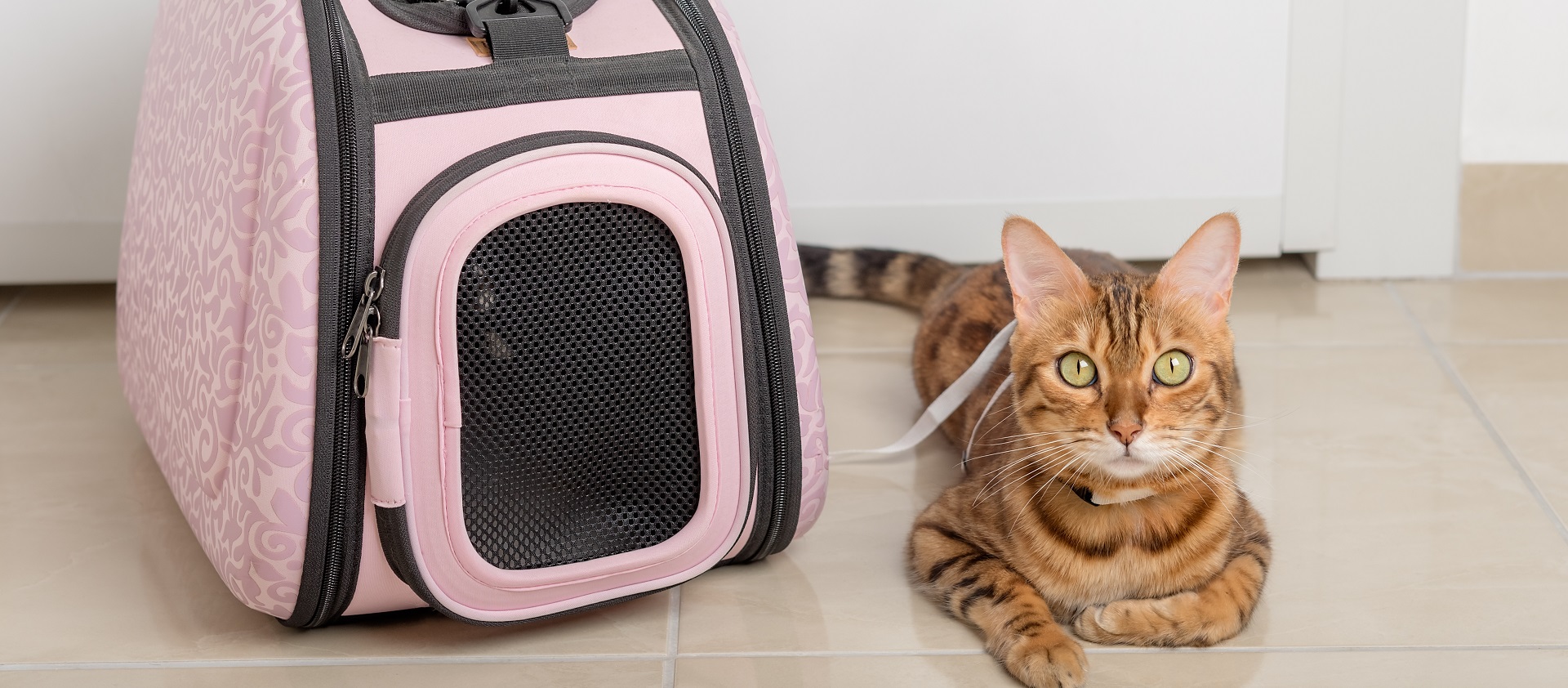 Mettre un chat dans une cage Conseils pour le transport