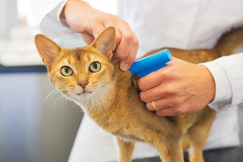 Un Chat Tabby Adulte Sur Un Synthétiseur Un Chat Domestique