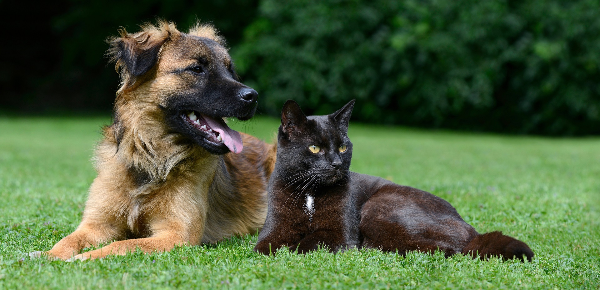 Vendre un chat ou un chien : Quel est la réglementation