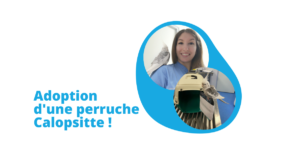 adoption-perruche-calopsitte-source-du-lez