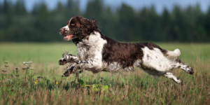 Pourquoi et comment faire stériliser ma chienne