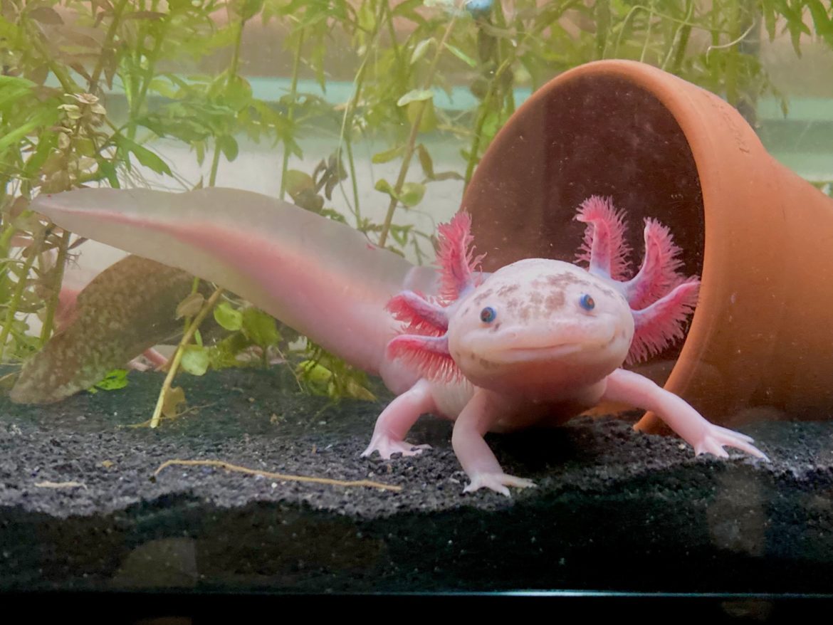 L'axolotl vit dans l'eau mais ce n'est pas un poisson