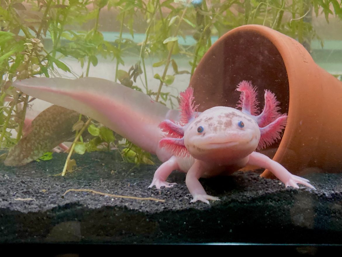 L'axolotl, cannibale en cas de pénurie d'eau